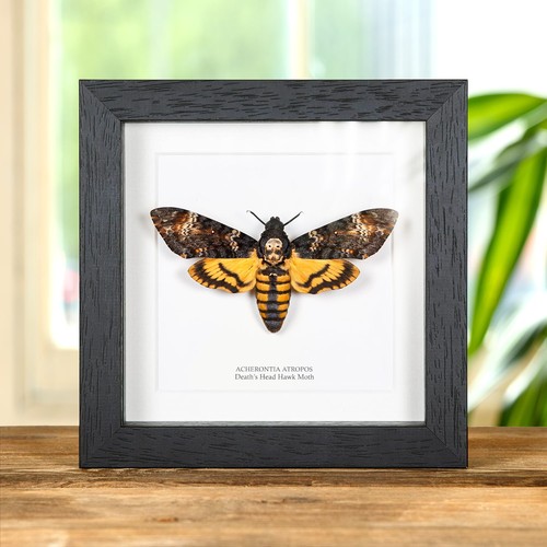 Death head hawk - moth, in