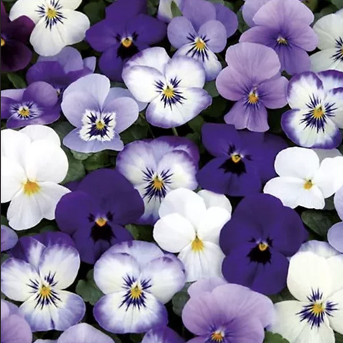 Viola wittrockiana - x,