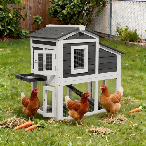 Wooden backyard chicken - backyard,