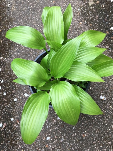 Hosta lancifolia small - hosta,