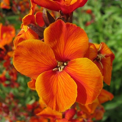 100 erysimum cheiri orange - erysimum,