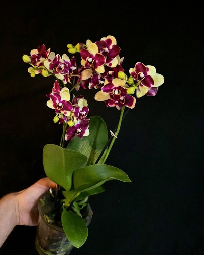 Phalaenopsis catania 2 - phalaenopsis,