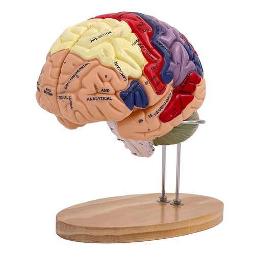 Human brain model anatomy - brain,