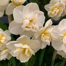 30 x Daffodil Cheerfulness
