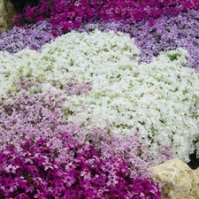 Seet creeping phlox - 24,