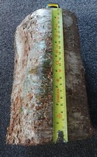 Hazel woodturning spindle blanks,carving,craft wood 3.5kg lot 58