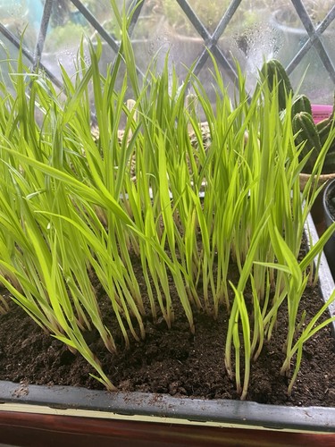 Tiger nut plants - ,