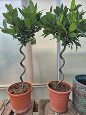 Pair of bay Tree Plants (2) , Spiral; Twisted Stem Lollipop Laurus Nobilis