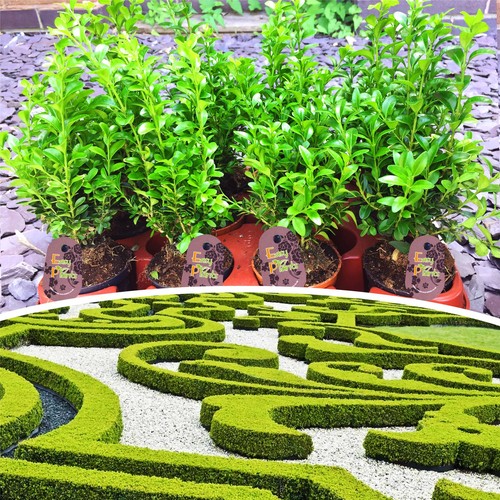 Buxus common box hedging - buxus,