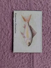 SPRATTS - FISH SERIES K SIZE # CYPRINUS CARASSIUS  cnr crease o/w clean
