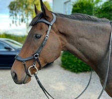 Easy Trek Anatomical Bitted