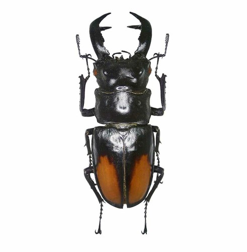 Hexarthrius paradoxus one real - hexarthrius,