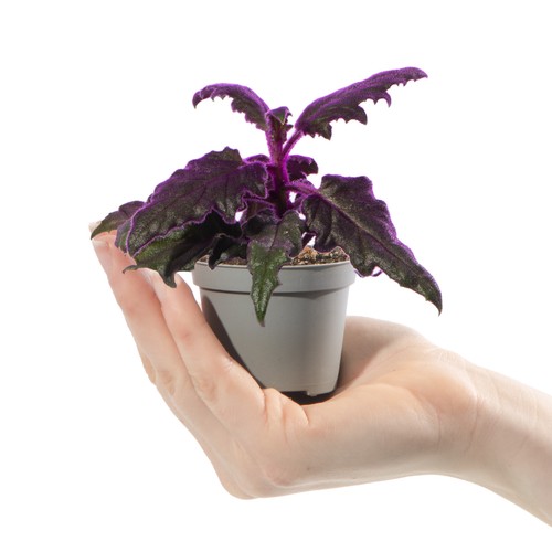 Baby purple velvet plant - purple,
