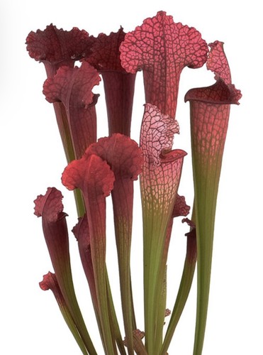 Sarracenia juthatip soper - juthatip,