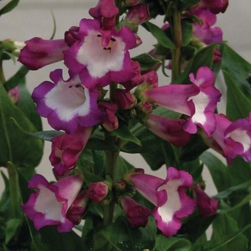 Penstemon polaris purple x - polaris, 1