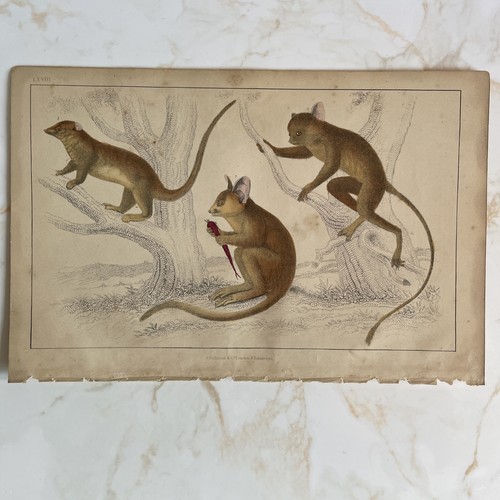 Antique book engraving hand - engraving,