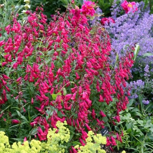 Penstemon garnet deep - deep, 2l
