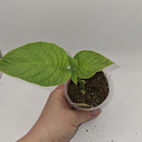 Brugmansia yellow plant - plant, |