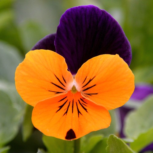 Winter flowering viola - winter,