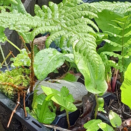Small med potted fern - 6,