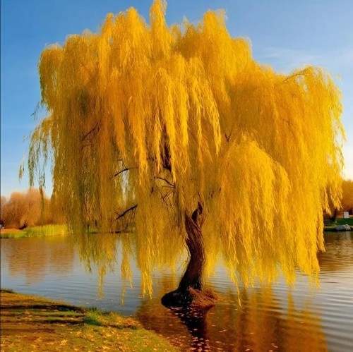 Gold weeping willow tree - gold,