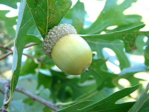 Post oak acorns quercus - -,