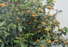  Japanese Medlar +Bay Laurel + Bittter orange Rare Fruit Tree Collection, 