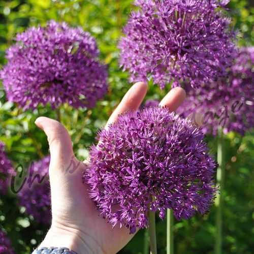 Giant purple allium - 1, to