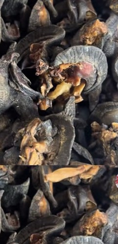 Dry jumbo size snail - size,