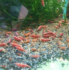 Sakura red shrimp, red sherry neocaridina live freshwater (Set of 14 pcs)