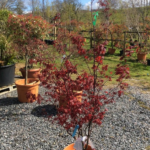 Acer palmatum bloodgood - palmatum, 'bloodgood'