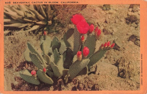 Postcard beavertail cactus - postcard,
