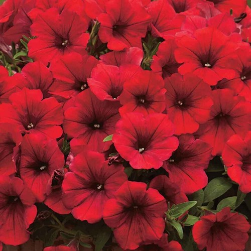 Trailing petunia surfinia - trailing,