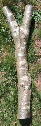 Silver birch log - , natural