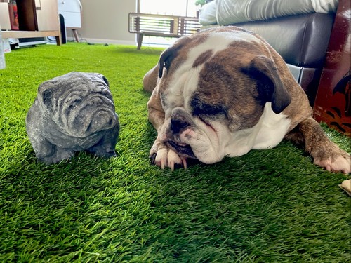 Small concrete bulldog garden - small,