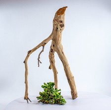 Manzanita Driftwood Branch -