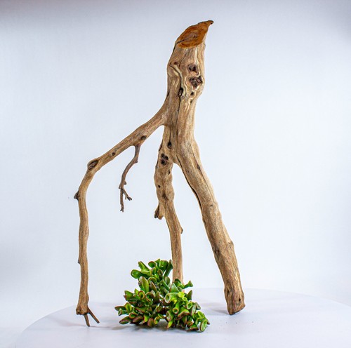 Manzanita driftwood branch - manzanita,