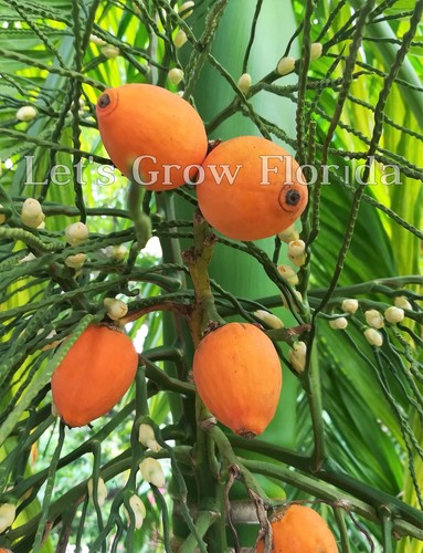 Areca catechu betel nut palm - nut,
