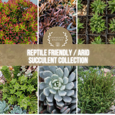 Reptile Friendly Succulent