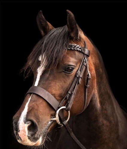 Leather plaited hunter bridle - leather,