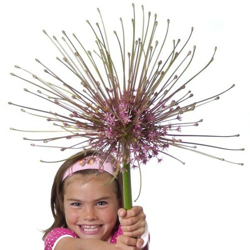 Giant allium schubertii - schubertii,