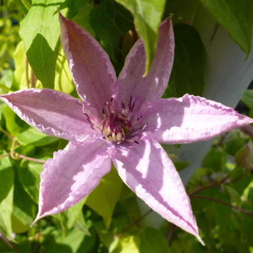 Clematis hagley hybrid hardy - hybrid,