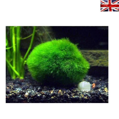 Elegant pack giant marimo - elegant,