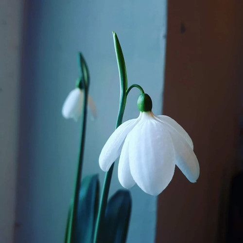 Galanthus bowles - 'e.a., bowles'