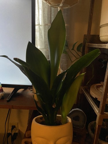 Plantx cordyline glauca - glauca, |