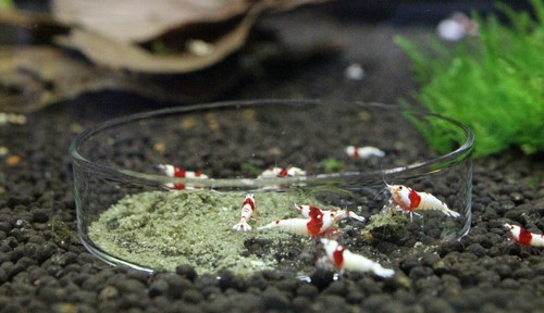 Glass shrimp and - shrimp,