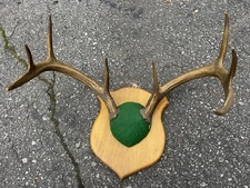 Vintage Whitetail Deer Antlers Horns Rack Skull Cap 8 Point Buck Plaque Mount