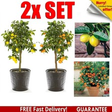 Citrus Fruit Tree Duo
