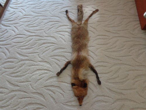Vintage taxidermy fox - fox, hide