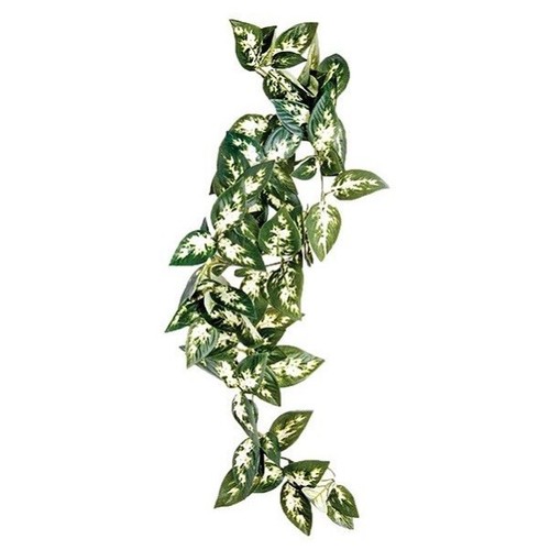 Komodo borneo hanging plant - borneo,